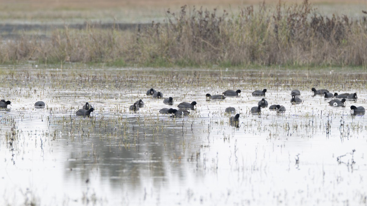 American Coot - ML646409946