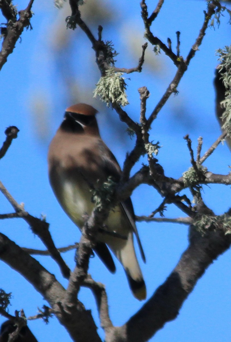 Cedar Waxwing - ML646409950