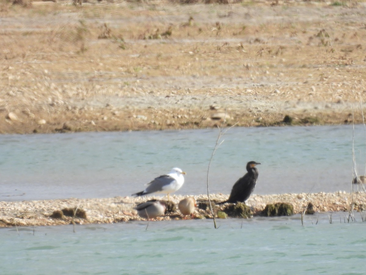 Gabbiano reale - ML646409951