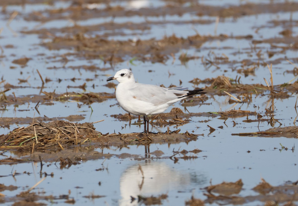 Mediterranean Gull - ML646409952