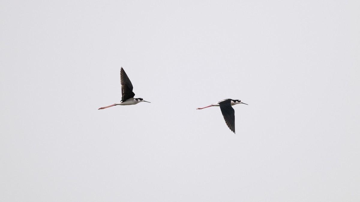 Black-necked Stilt - ML646409953