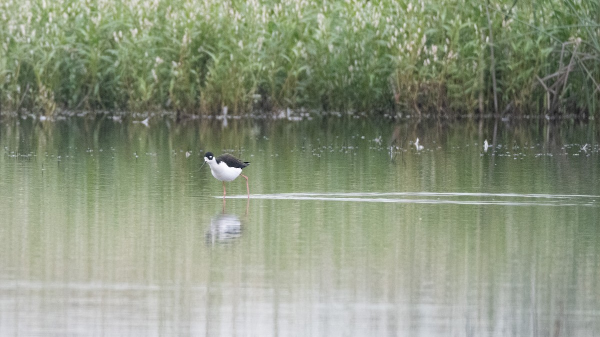Black-necked Stilt - ML646409954