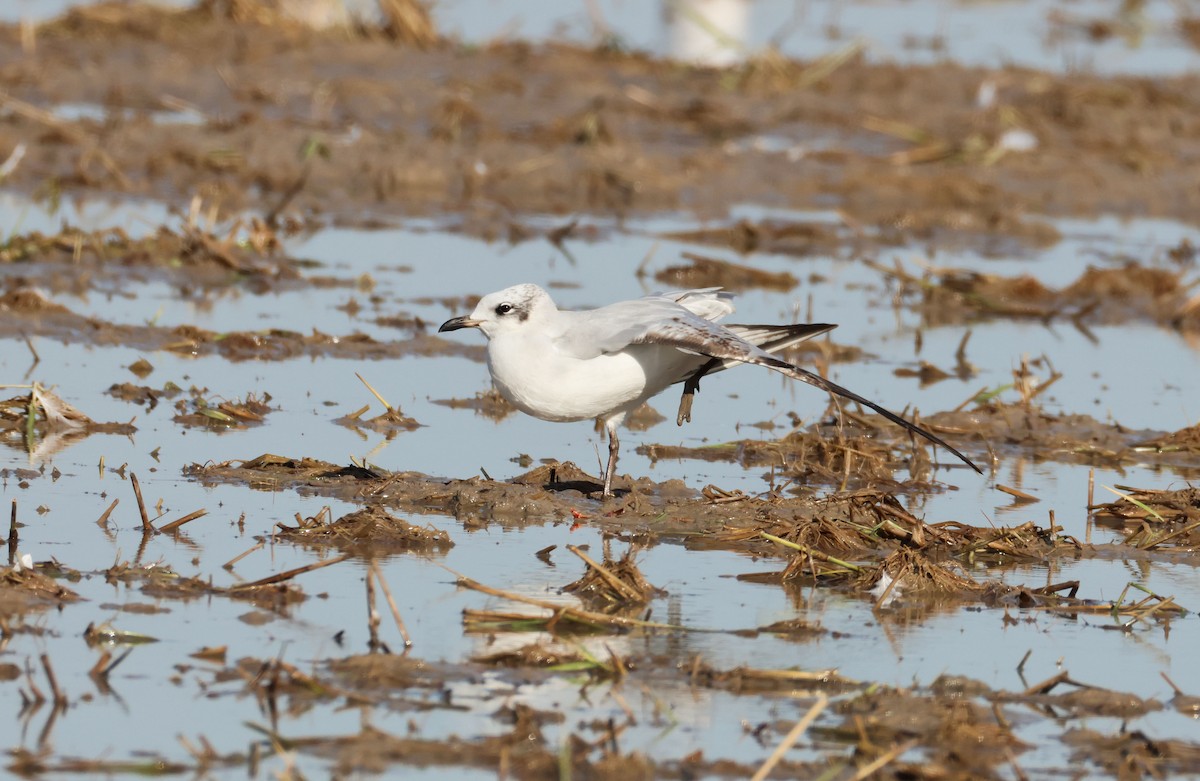 Mediterranean Gull - ML646409958