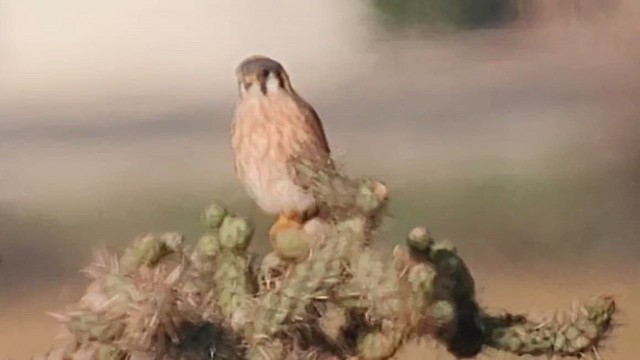 Боривітер американський - ML646409959