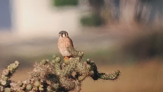 Боривітер американський - ML646409960