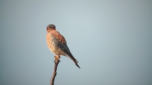 Боривітер американський - ML646409961