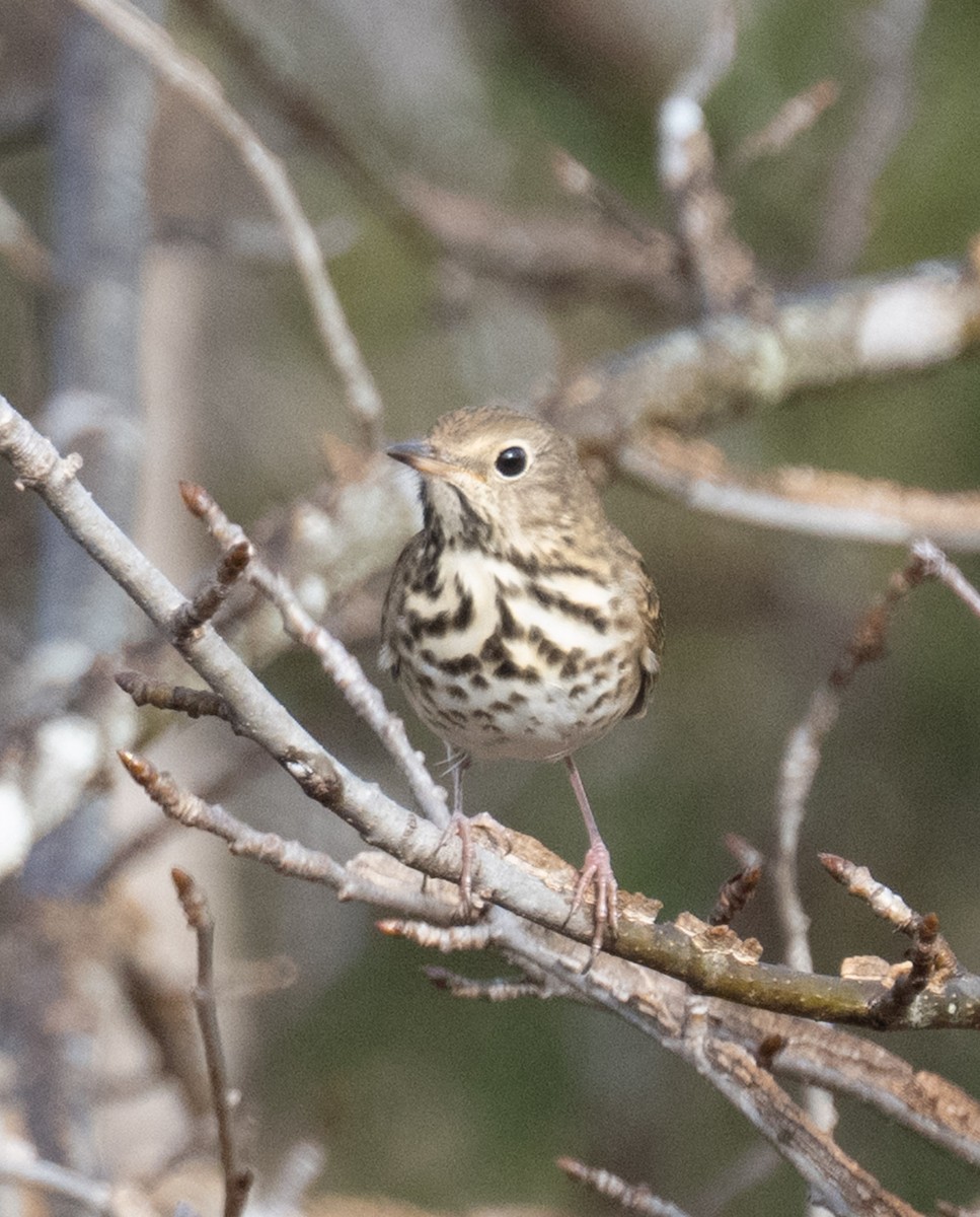 Hermit Thrush - ML646409962