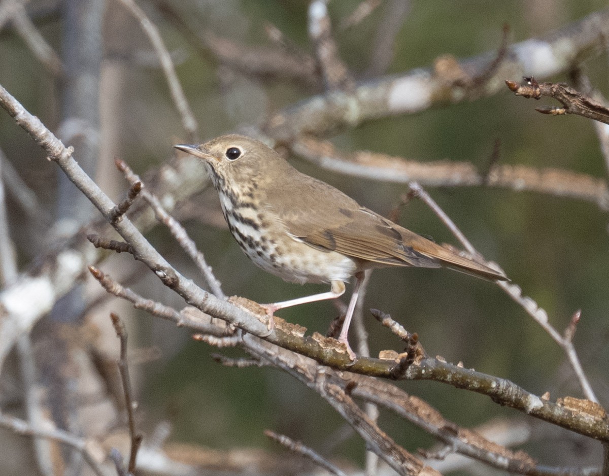 Hermit Thrush - ML646409963