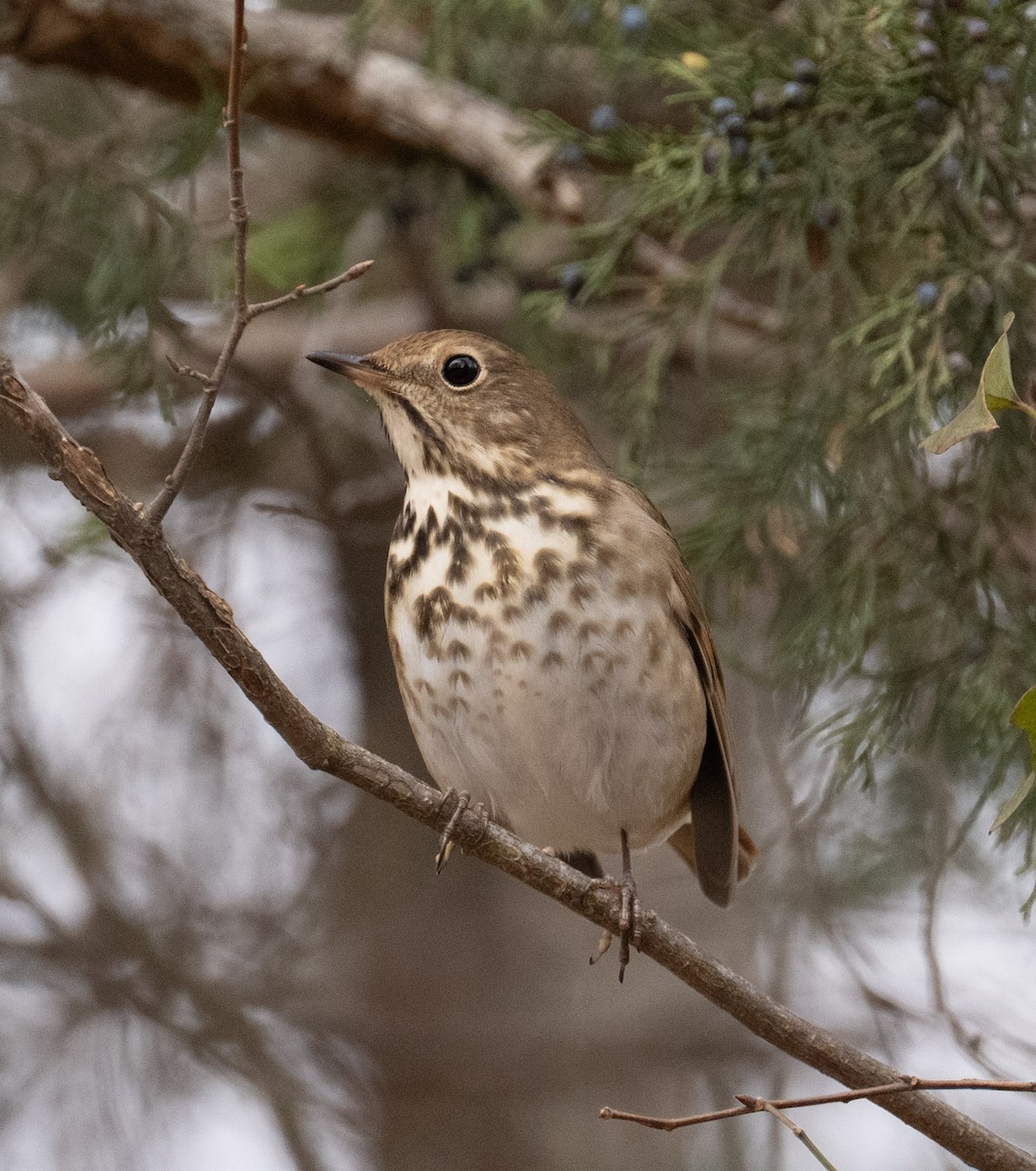 Hermit Thrush - ML646409964