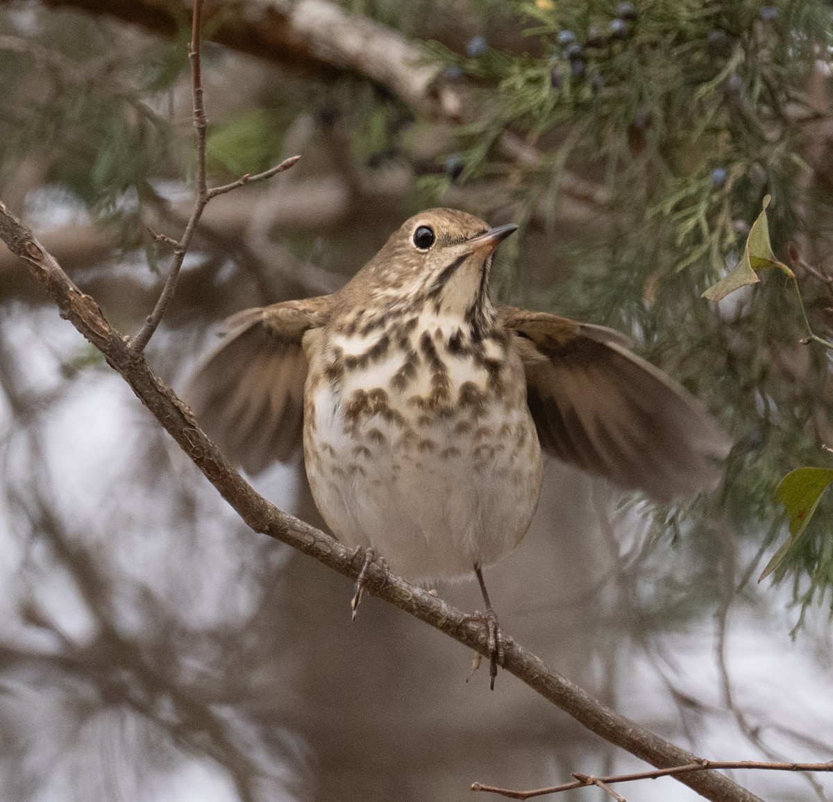 Hermit Thrush - ML646409965