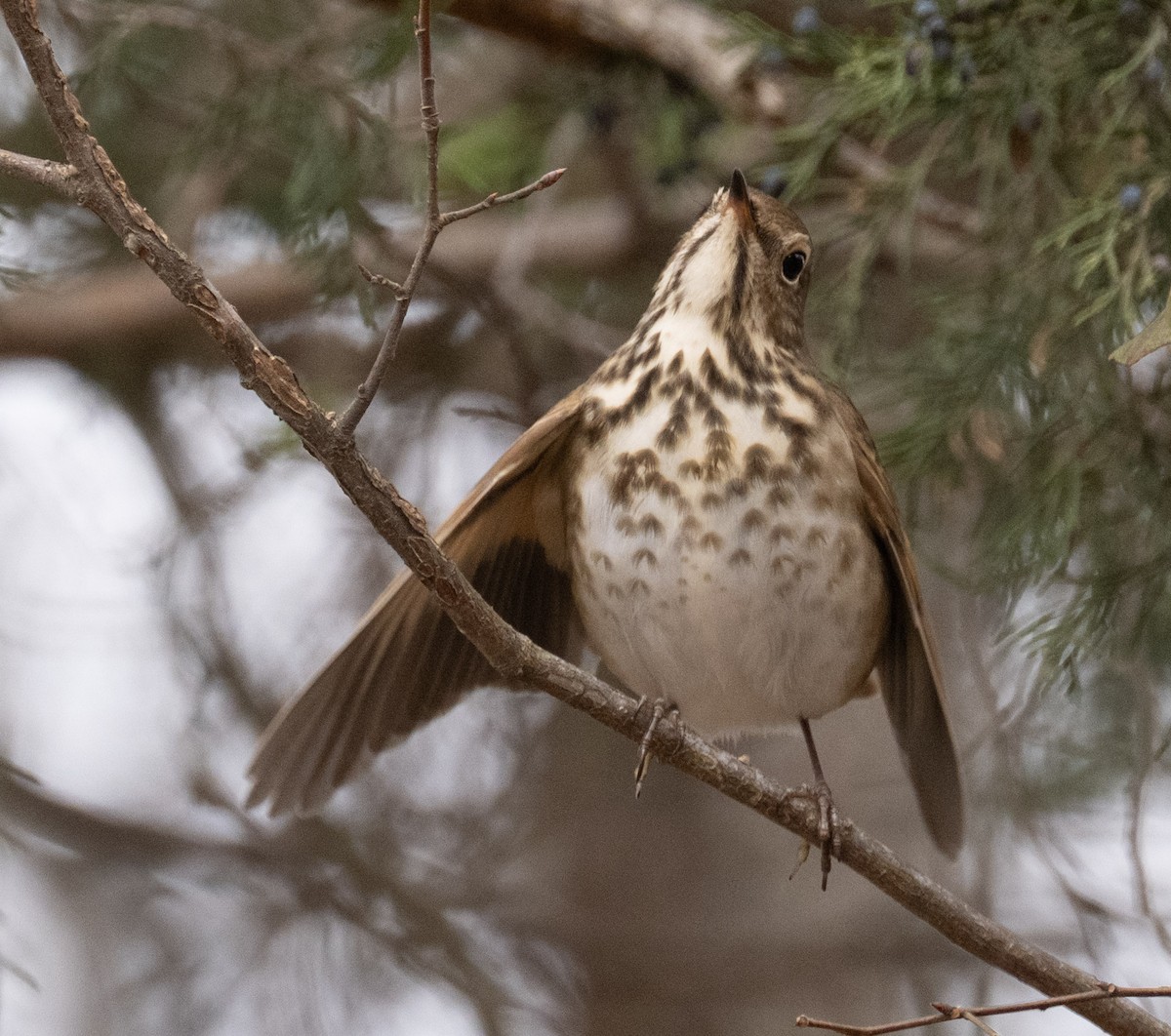 Hermit Thrush - ML646409966