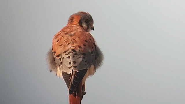 Боривітер американський - ML646409967