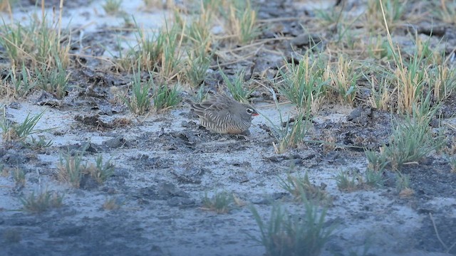 Луговик чорнощокий [група fuscocrissa] - ML646409968