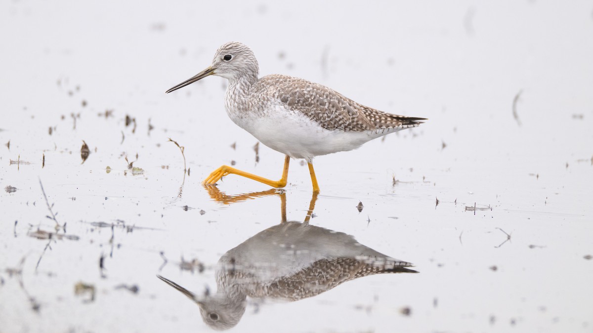 Greater Yellowlegs - ML646409971