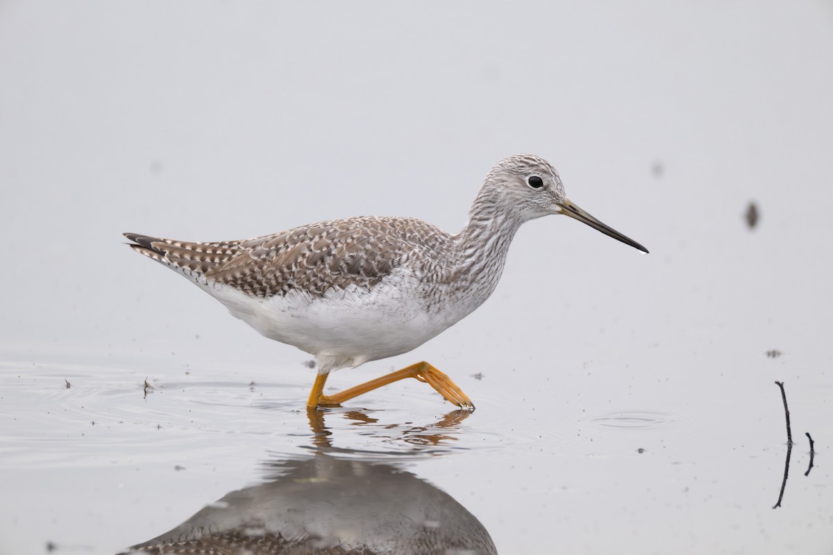 Greater Yellowlegs - ML646409972