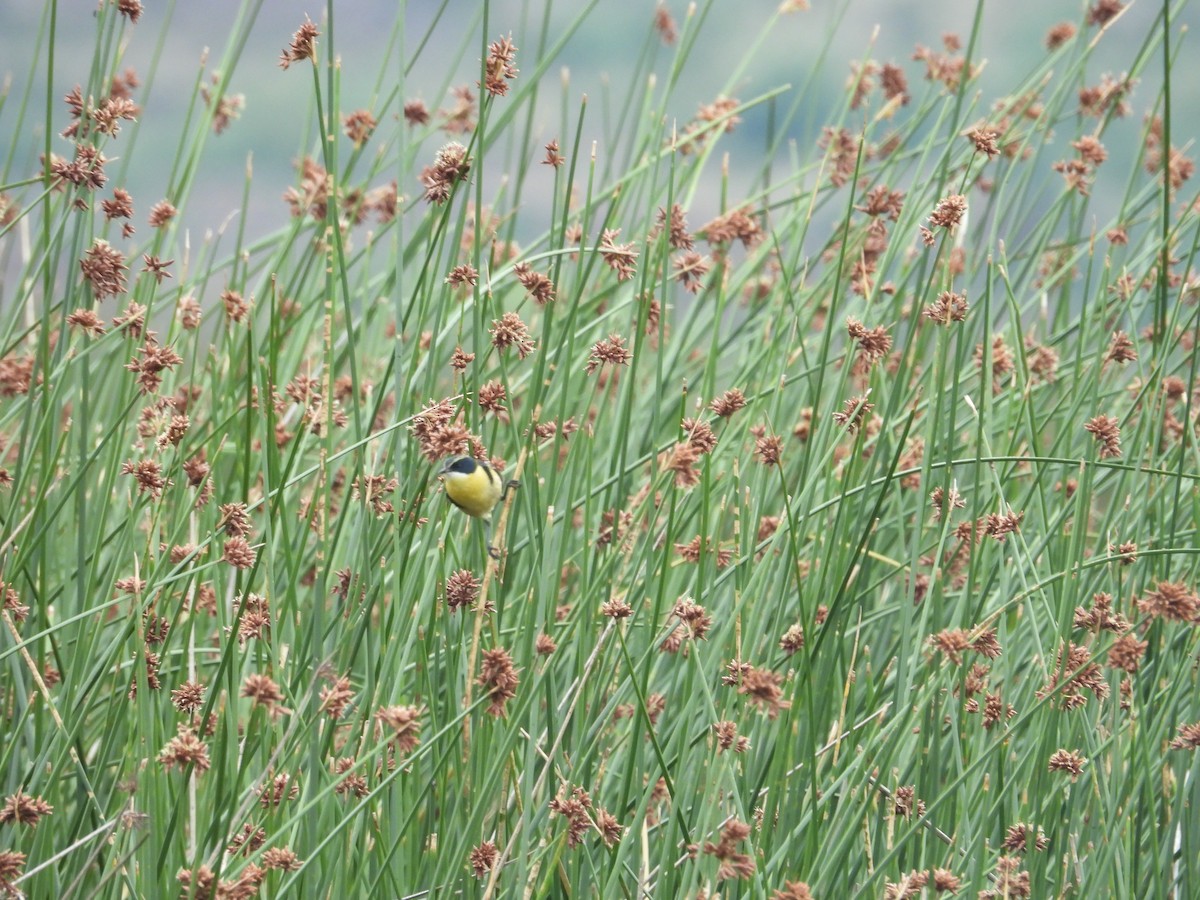 Many-colored Rush Tyrant - ML646409973