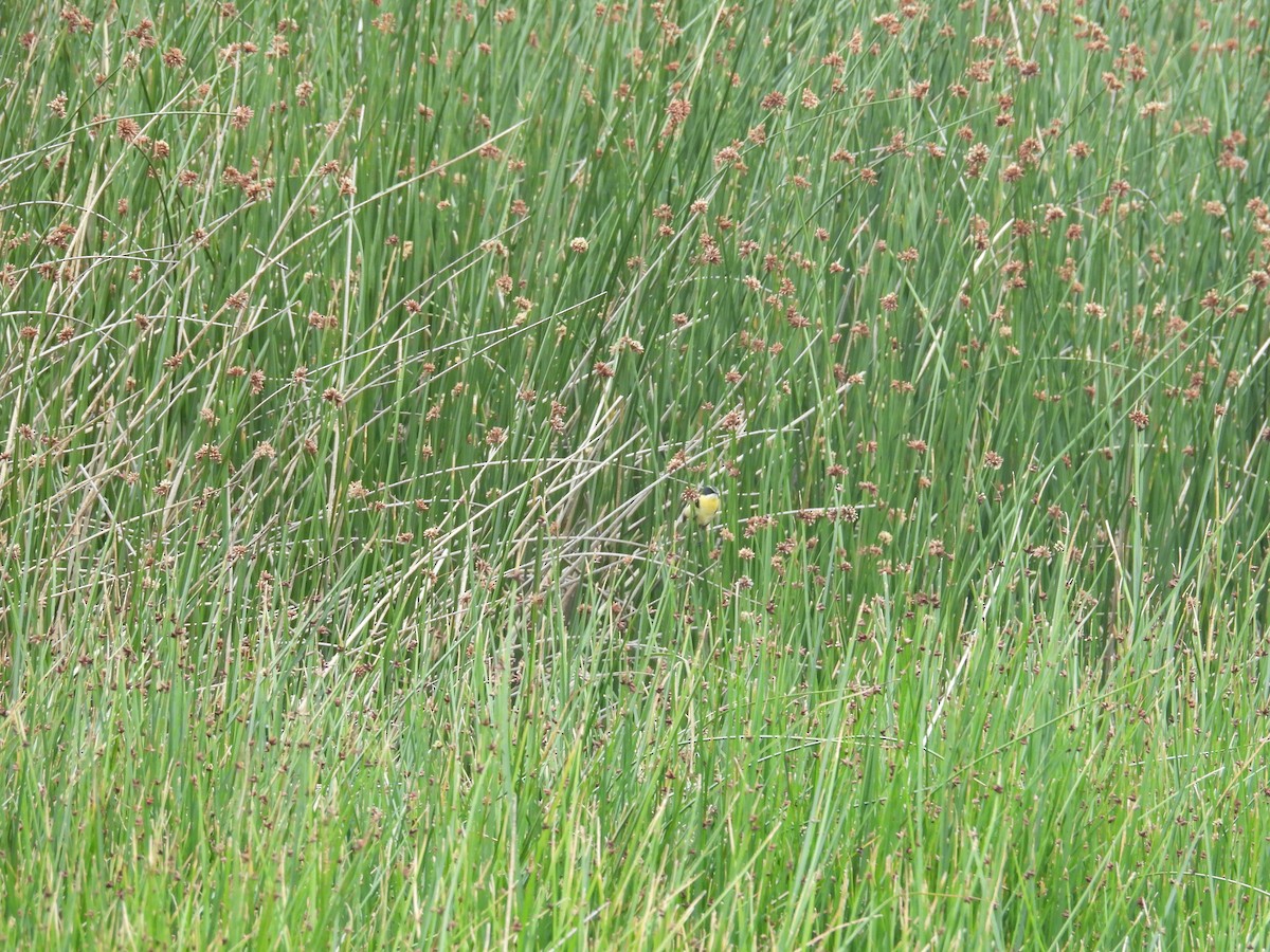 Many-colored Rush Tyrant - ML646409974