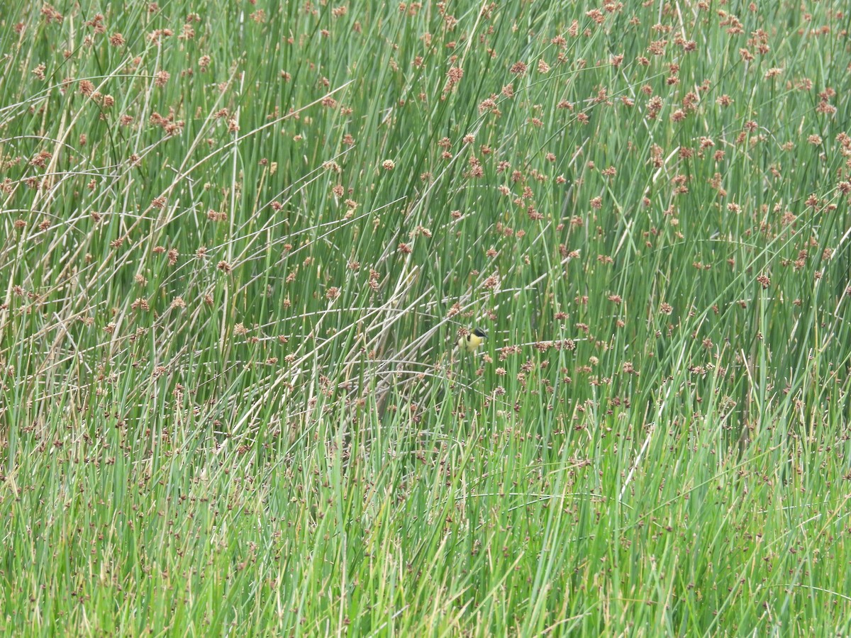 Many-colored Rush Tyrant - ML646409975