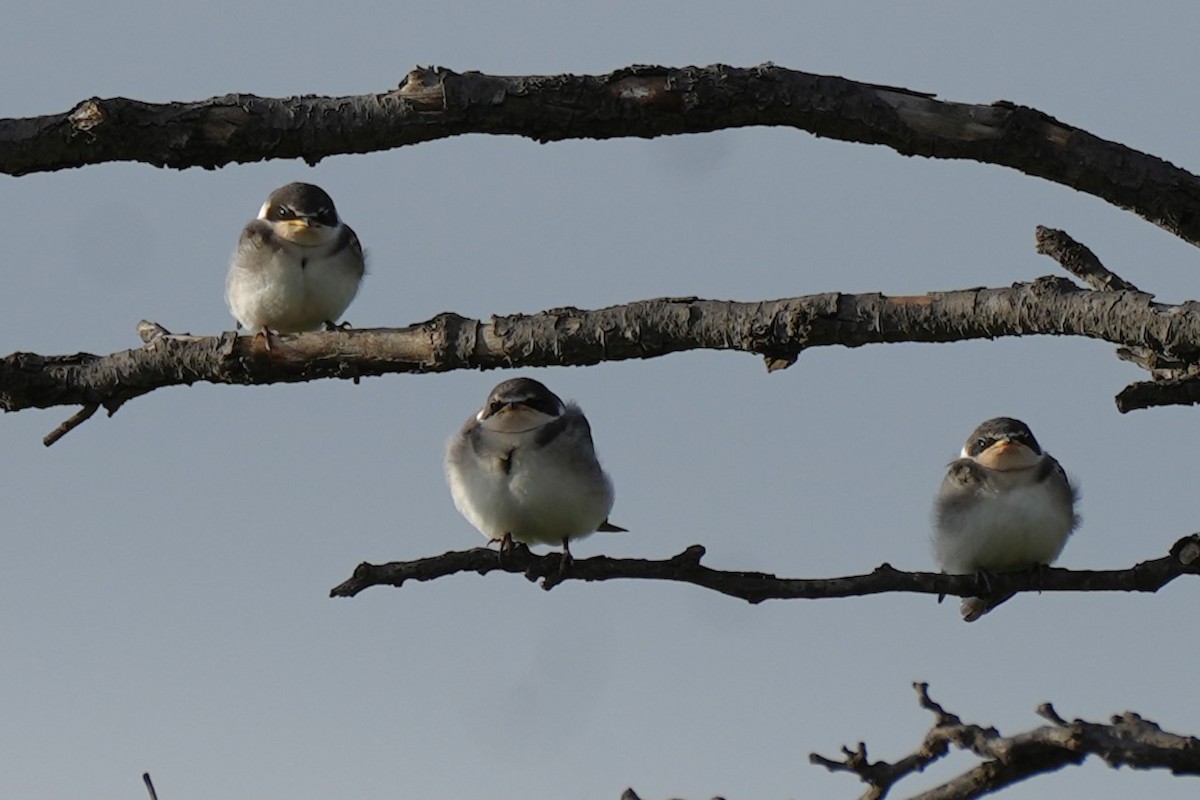 Golondrina Cejiblanca - ML646409976
