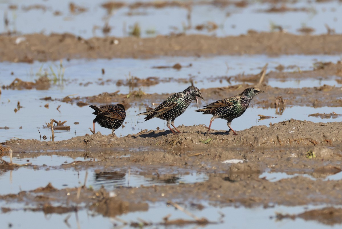 European Starling - ML646409977