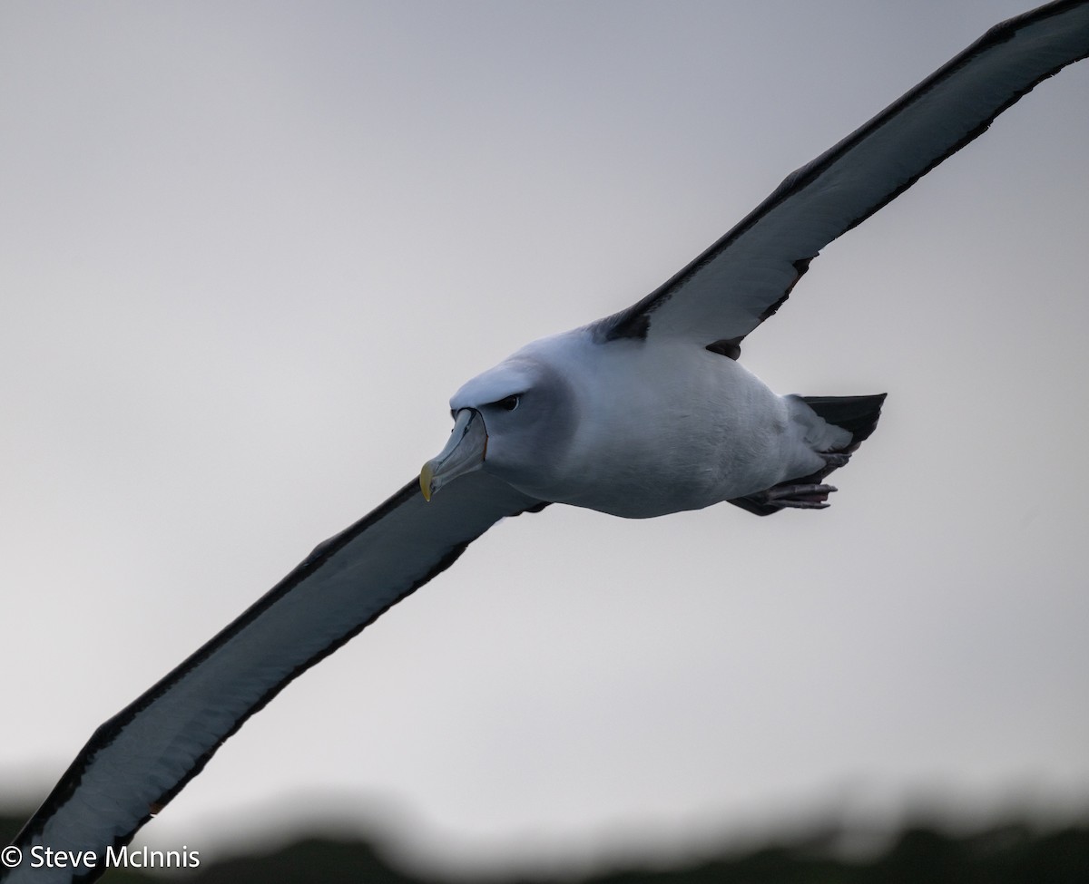 White-capped Albatross - ML646409980
