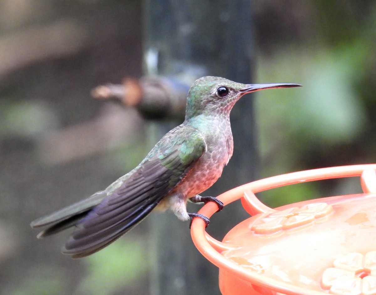 Scaly-breasted Hummingbird - ML646409981