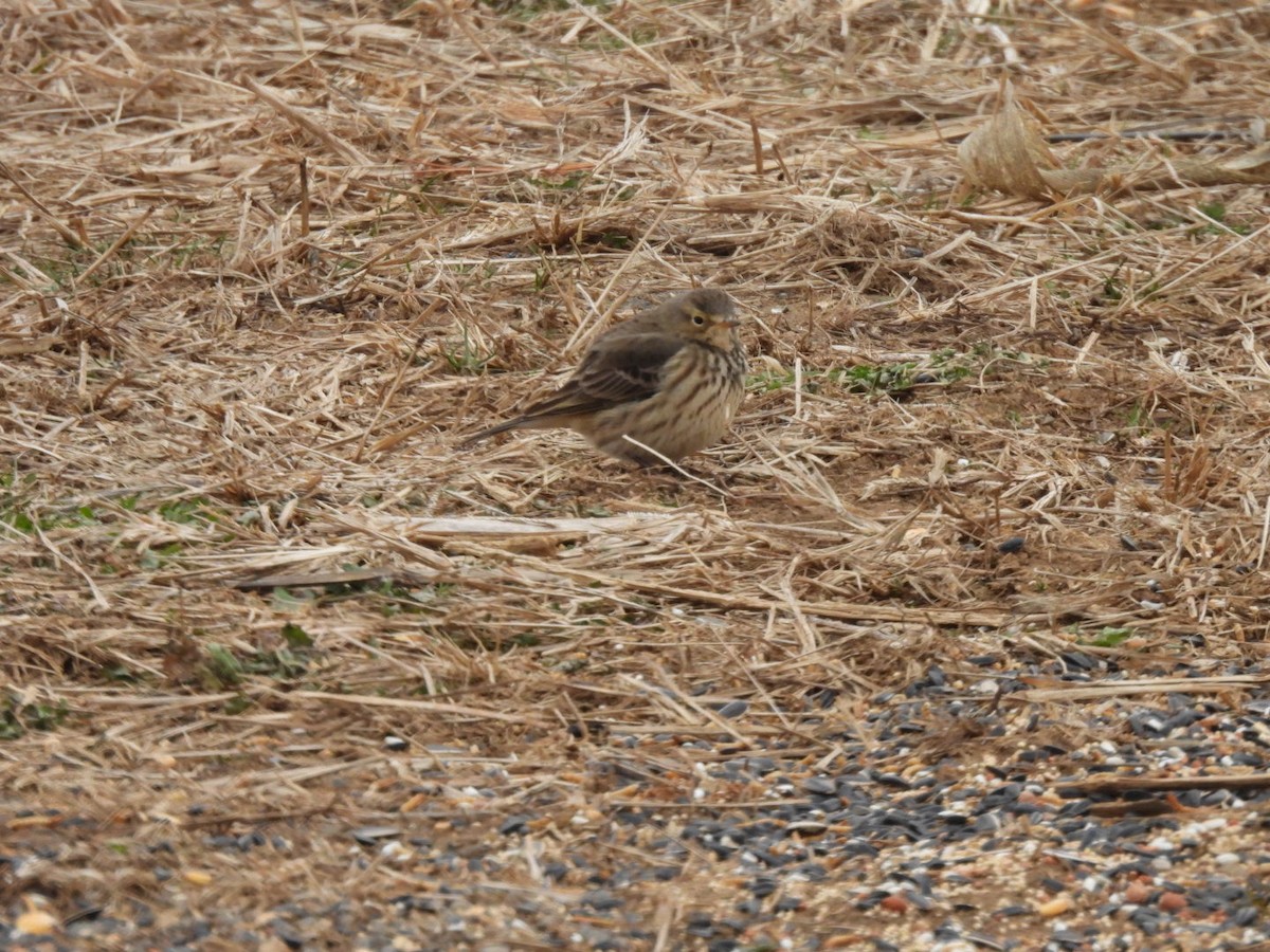 Щеврик американський - ML646409982