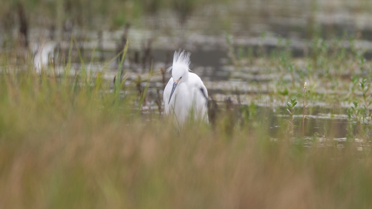 Snowy Egret - ML646409984