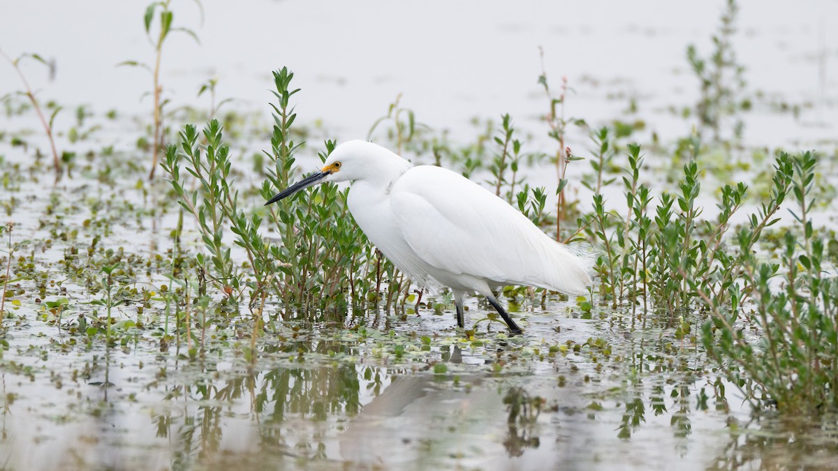 Snowy Egret - ML646409985