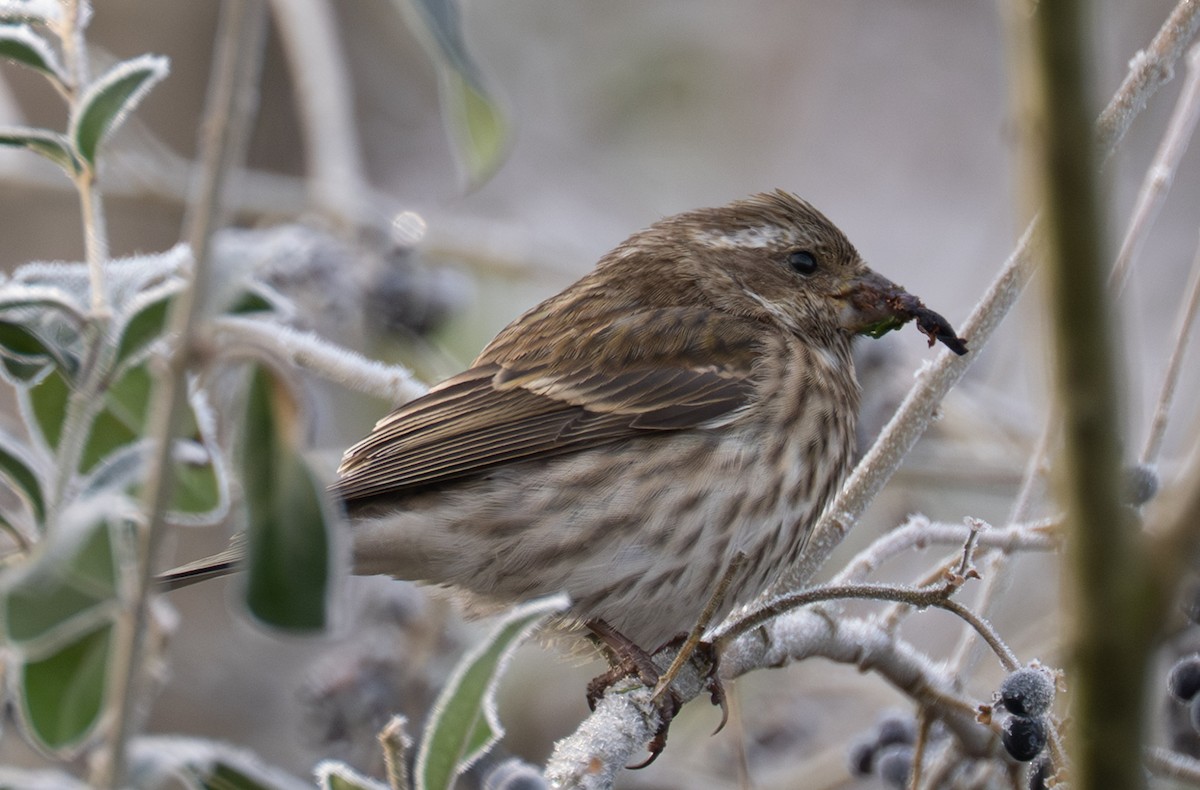 Purple Finch - ML646409986