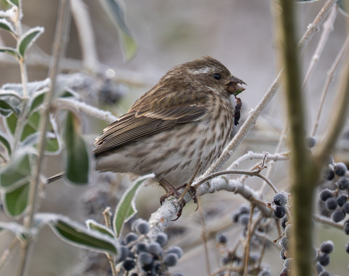 Purple Finch - ML646409987