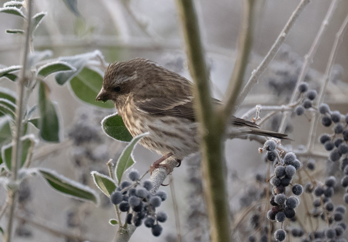 Purple Finch - ML646409988