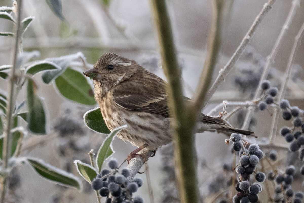 Purple Finch - ML646409989