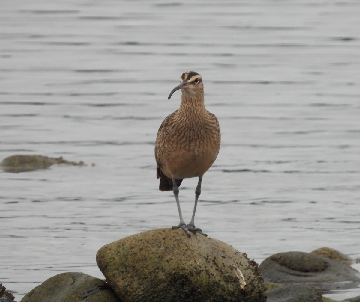 Hudsonian Whimbrel - ML646409991