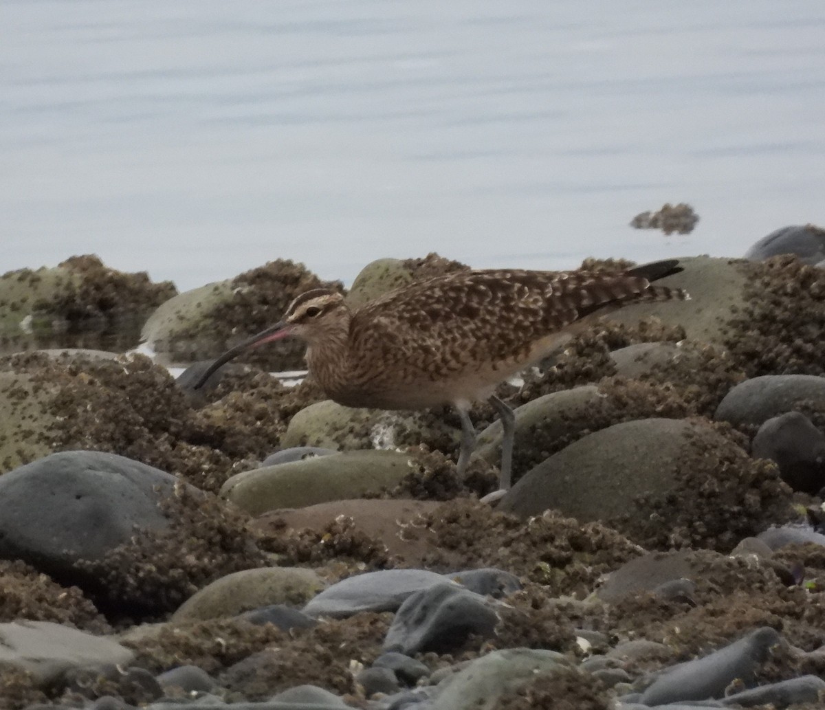 Hudsonian Whimbrel - ML646409992