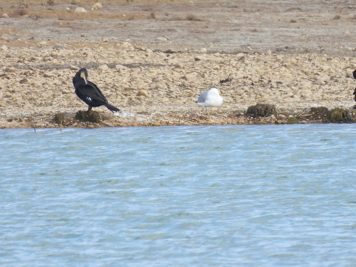 Cormorano - ML646409993