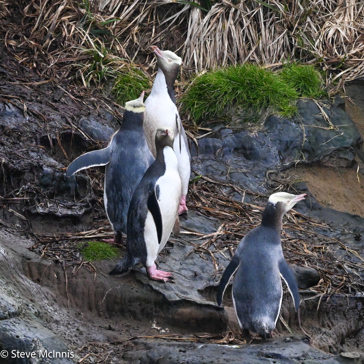 Yellow-eyed Penguin - ML646409994