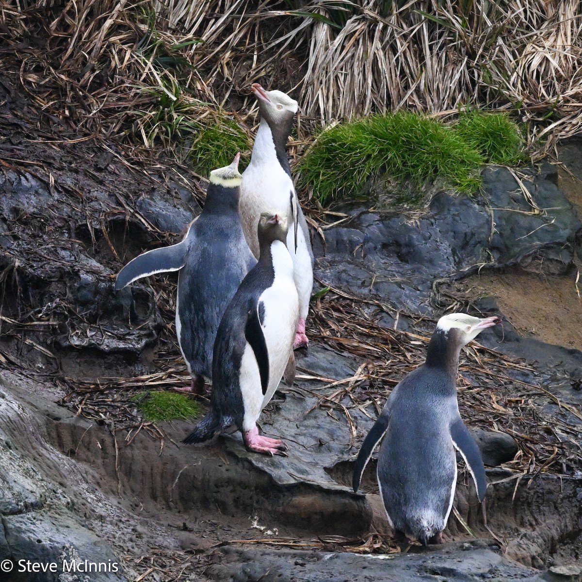 Yellow-eyed Penguin - ML646409995