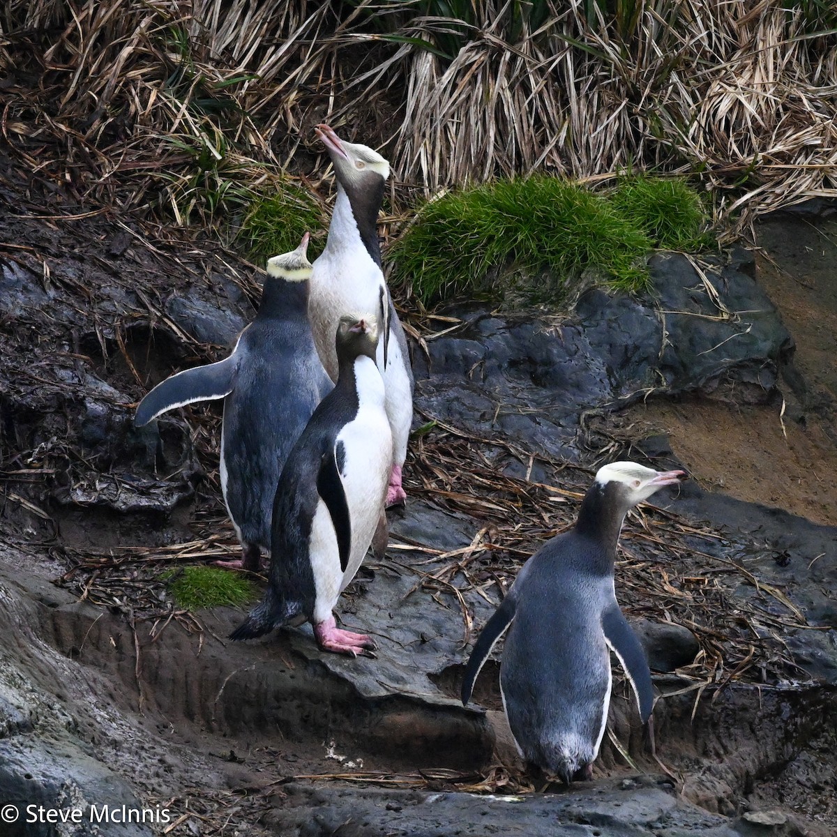 Yellow-eyed Penguin - ML646409996