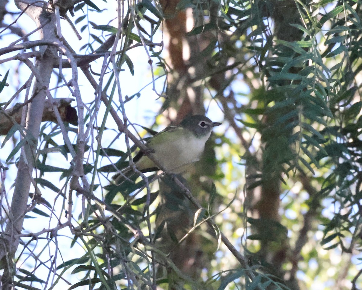 Blue-headed Vireo - ML646409997