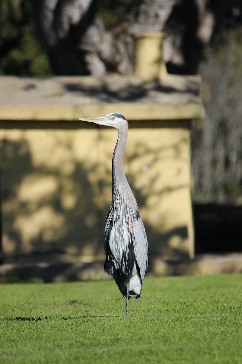 Great Blue Heron - ML646409999