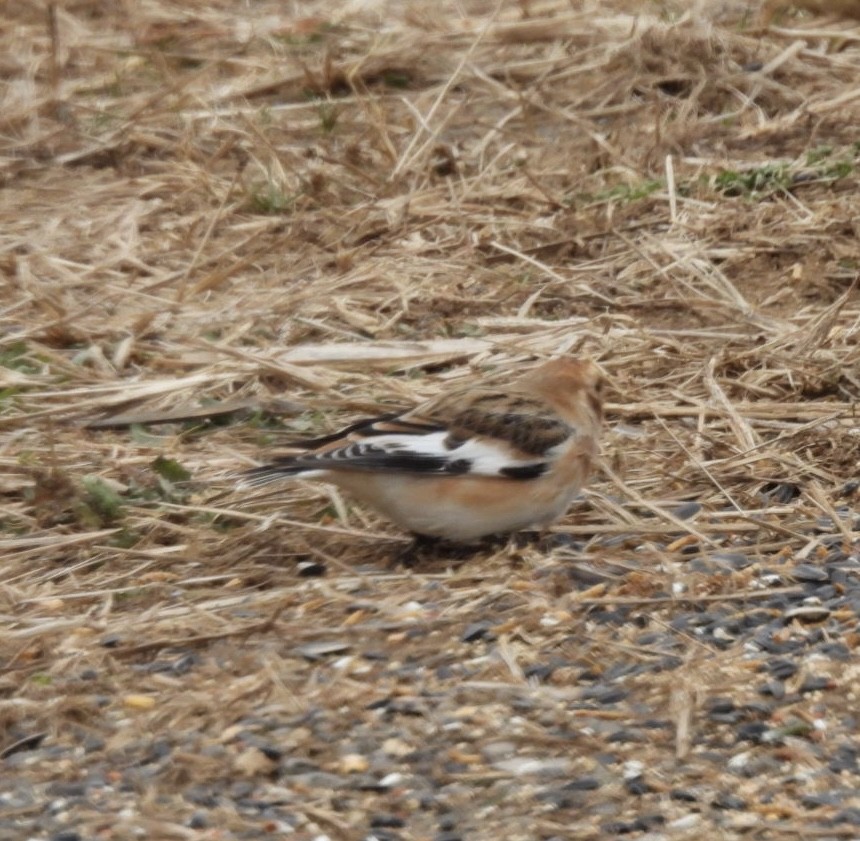 Пуночка снігова - ML646410007
