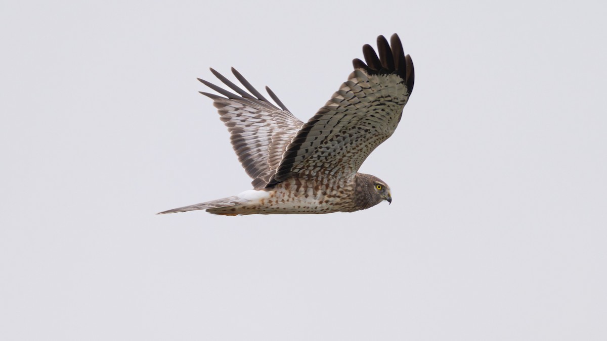Northern Harrier - ML646410008