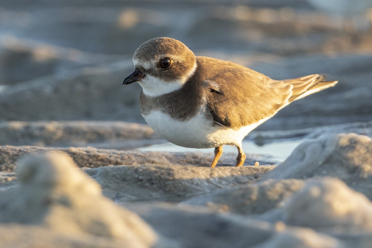 Semipalmated Plover - ML646410010