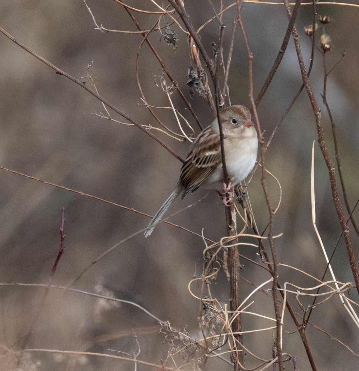 Field Sparrow - ML646410011