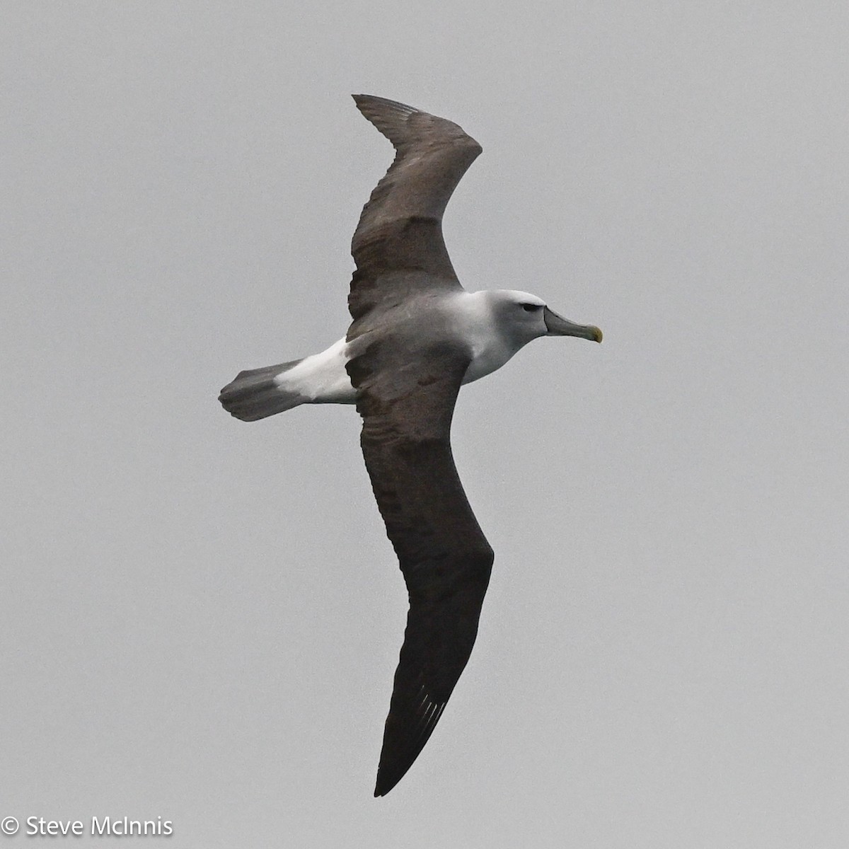 White-capped Albatross - ML646410012