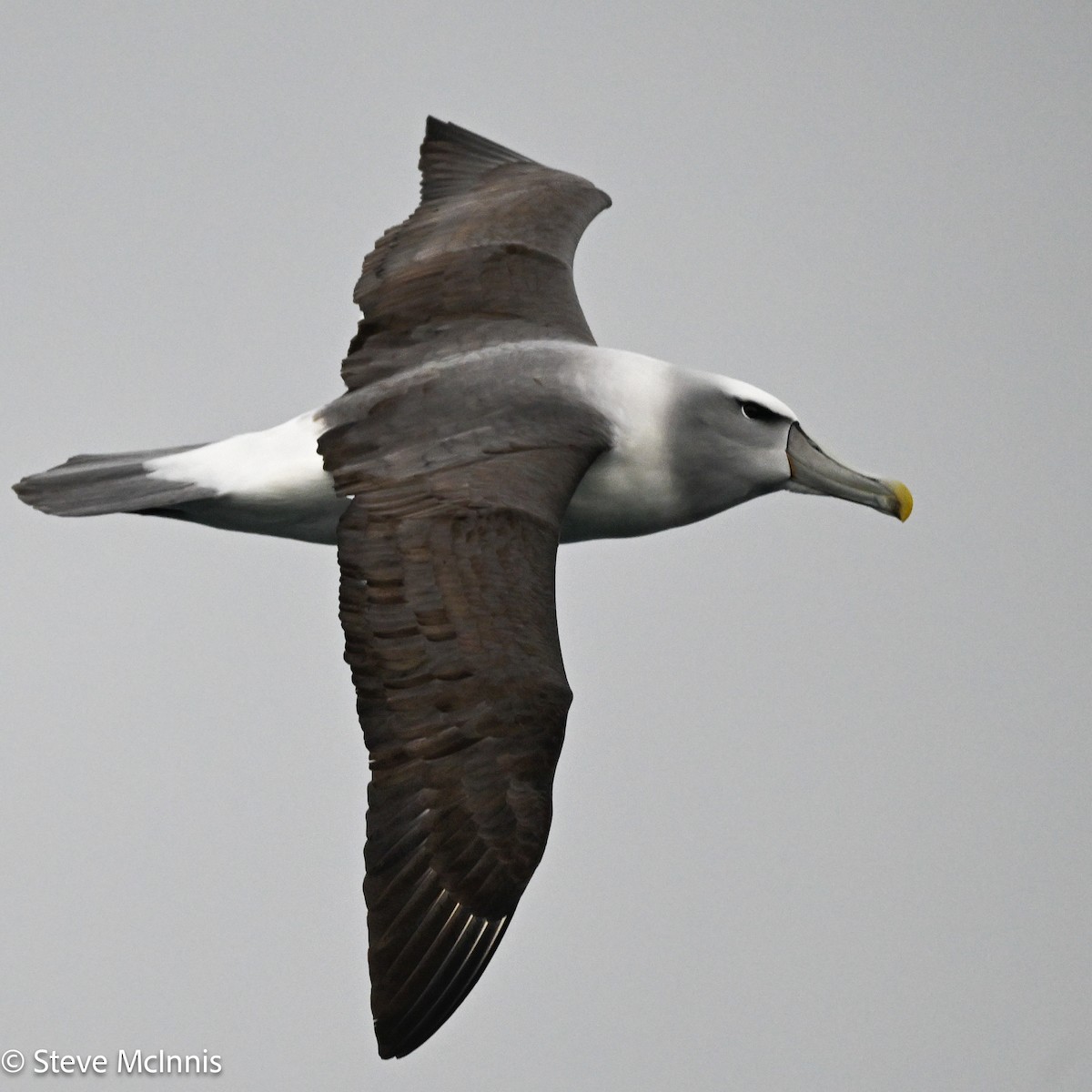 White-capped Albatross - ML646410013