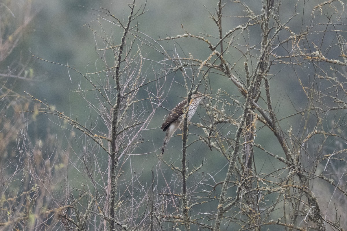 Red-shouldered Hawk - ML646410016