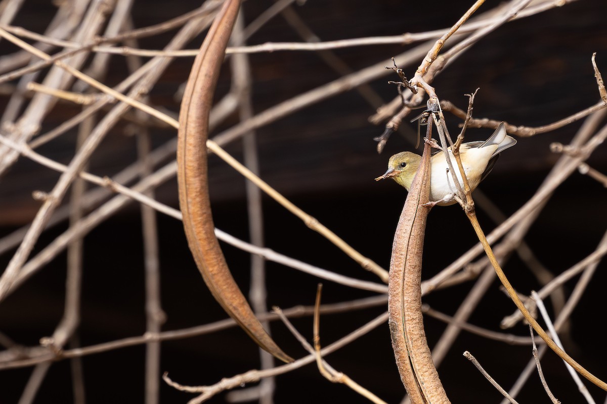 American Goldfinch - ML646410019