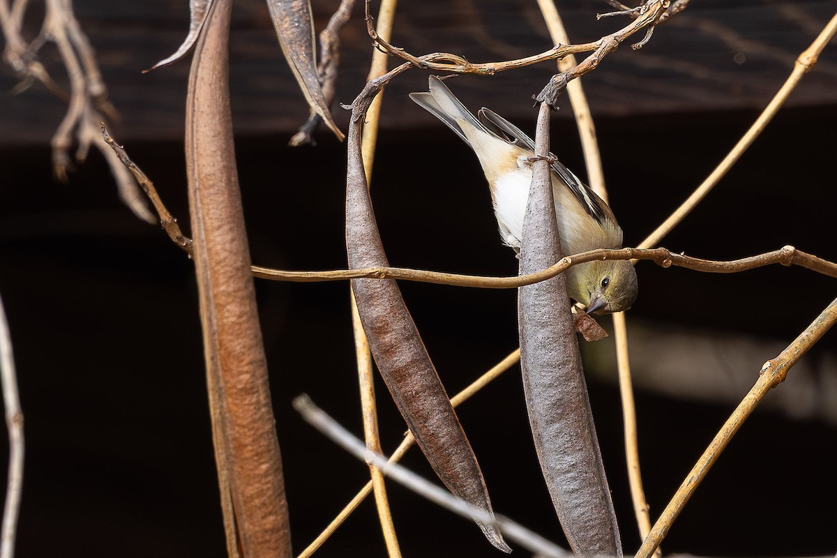 American Goldfinch - ML646410020